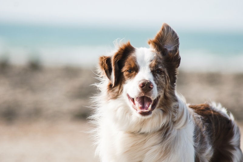 Pet Nutrition & Supplement Executive Recruiting: Finding Leaders for the $60B Pet Care Market